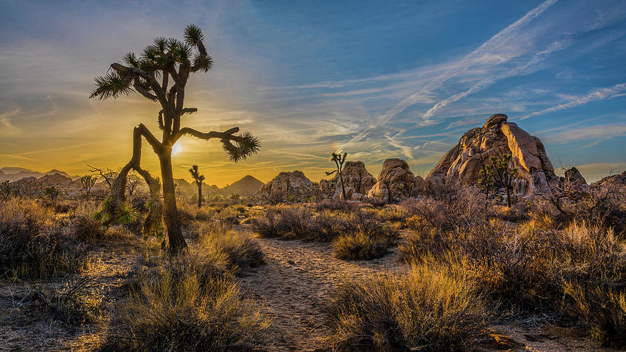 Joshua Tree Made Just for You Photograph by Peter Tellone