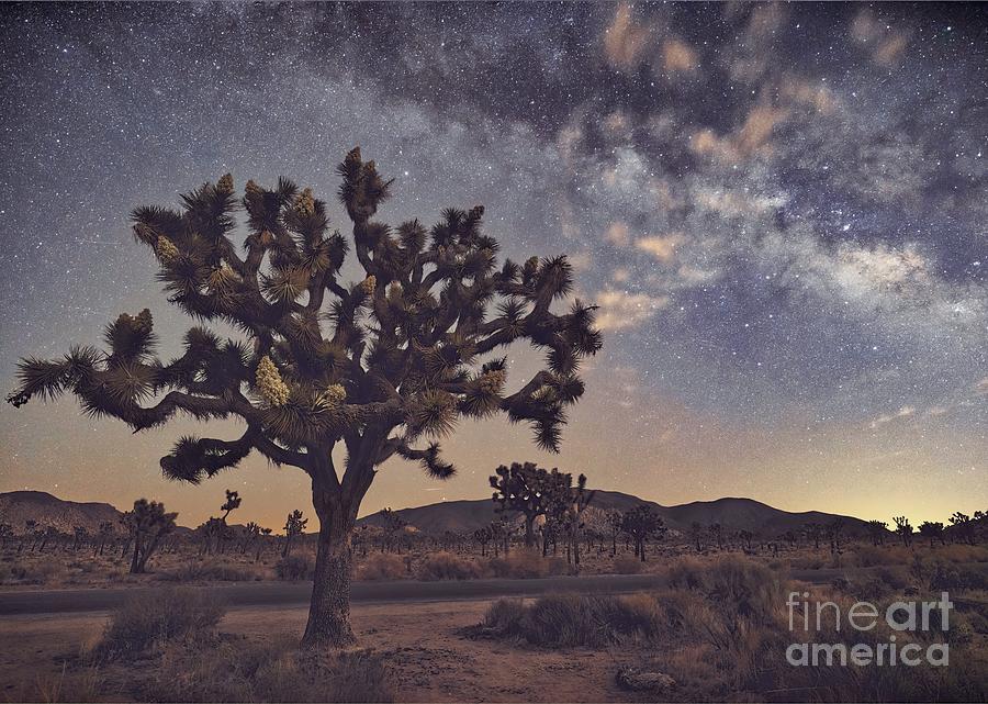 Joshua Tree Milky Way Photograph by Mikeal Beland Fine Art America