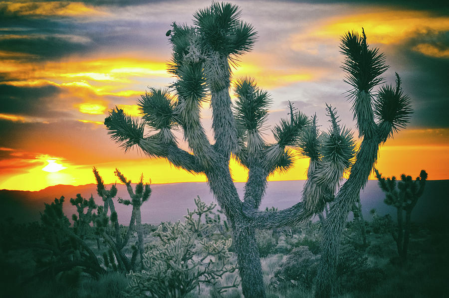 Joshua Tree Mojave Desert Sunset Photograph by Kyle Hanson