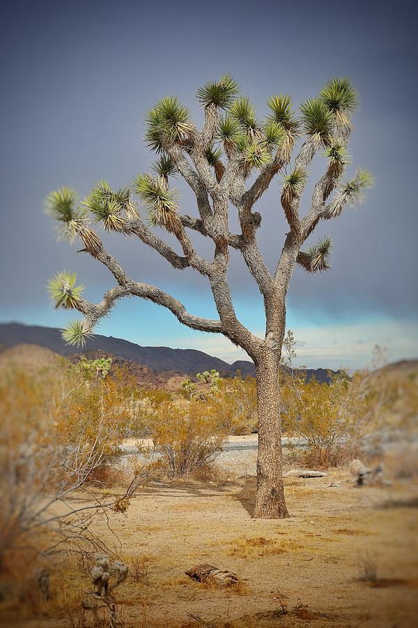 Joshua Tree  moody views Photograph by Go and Flow Photos