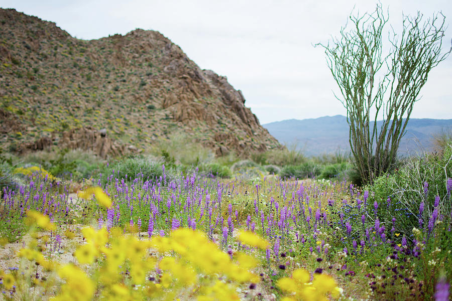 Joshua Tree Mountain Wildflowers Photograph by Kyle Hanson