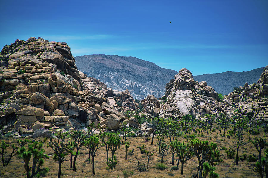 Joshua Tree National Monument Photograph by John Haney Fine Art America