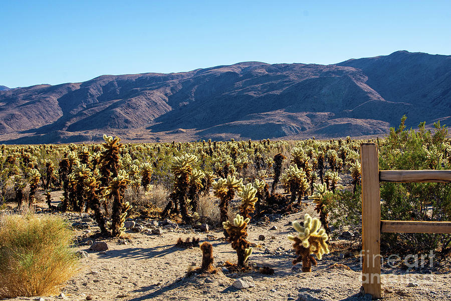 Joshua Tree National Park 2 Photograph by Jennifer Craft - Fine Art America