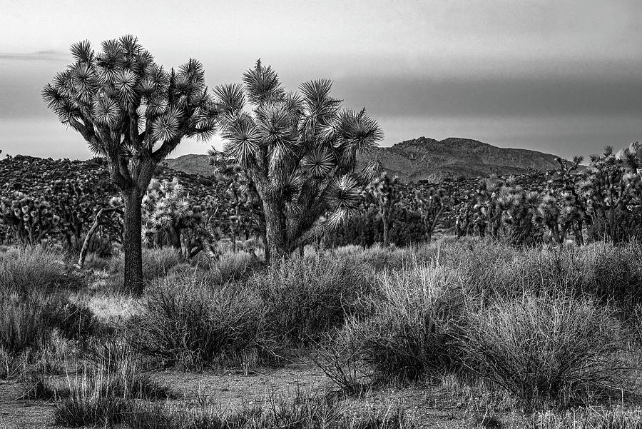 Joshua Tree National Park at Dusk  Photograph by Eric Albright