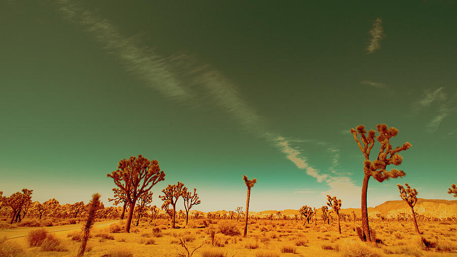 Joshua Tree National Park California 5766-101 Photograph by Neptune Images Joshua Tree National Park California 5766-101 Photograph by Neptune Images