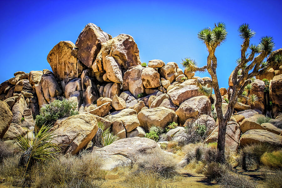 Joshua Tree National Park Photograph By Christy Rafferty - Fine Art America