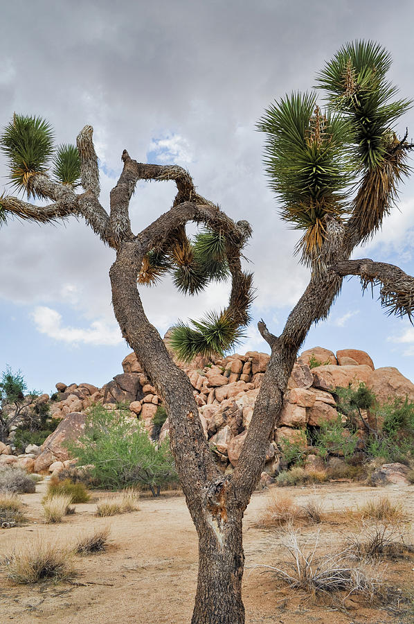 Joshua Tree National Park Desert Portrait Photograph by Kyle Hanson