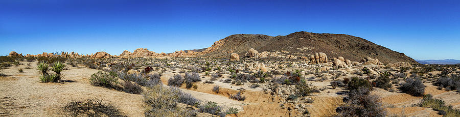 Joshua Tree National Park Photograph by Roger Mullenhour