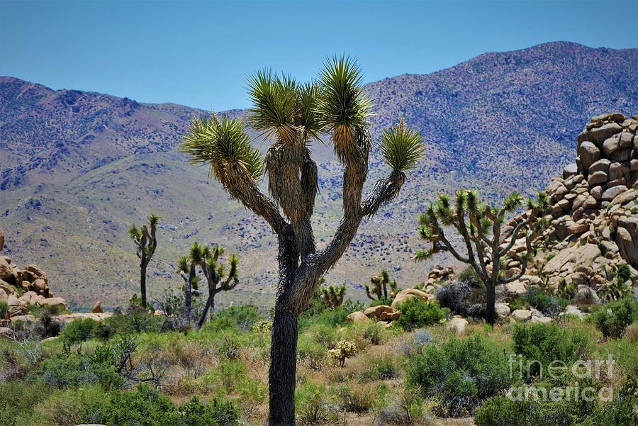 Desert Photograph - Joshua Tree - Panorama Trail 2020 1  by Lee Antle