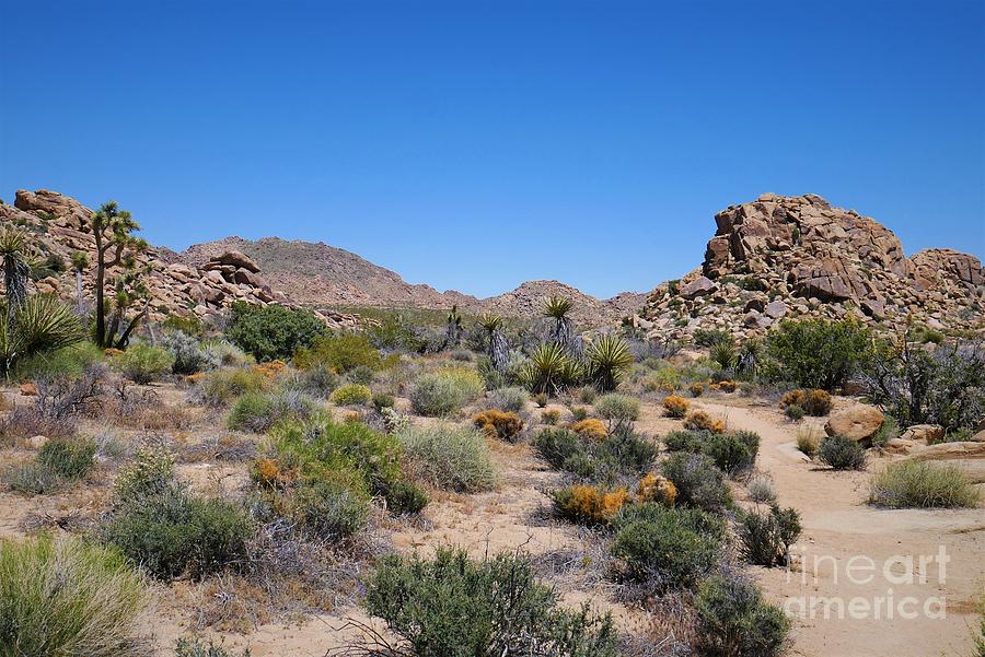 Desert Photograph - Joshua Tree - Panorama Trail 2020 10 by Lee Antle
