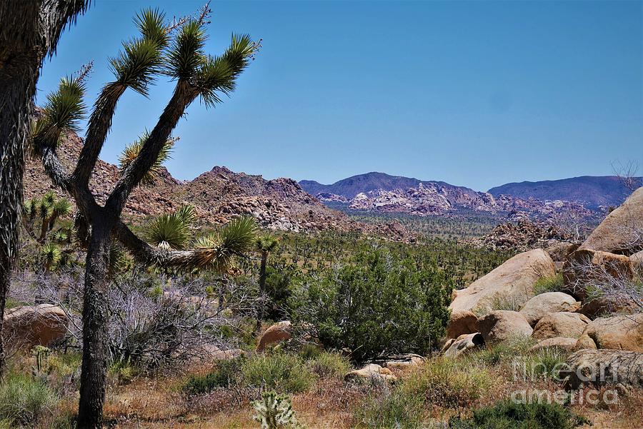 Desert Photograph - Joshua Tree - Panorama Trail 2020 2 by Lee Antle