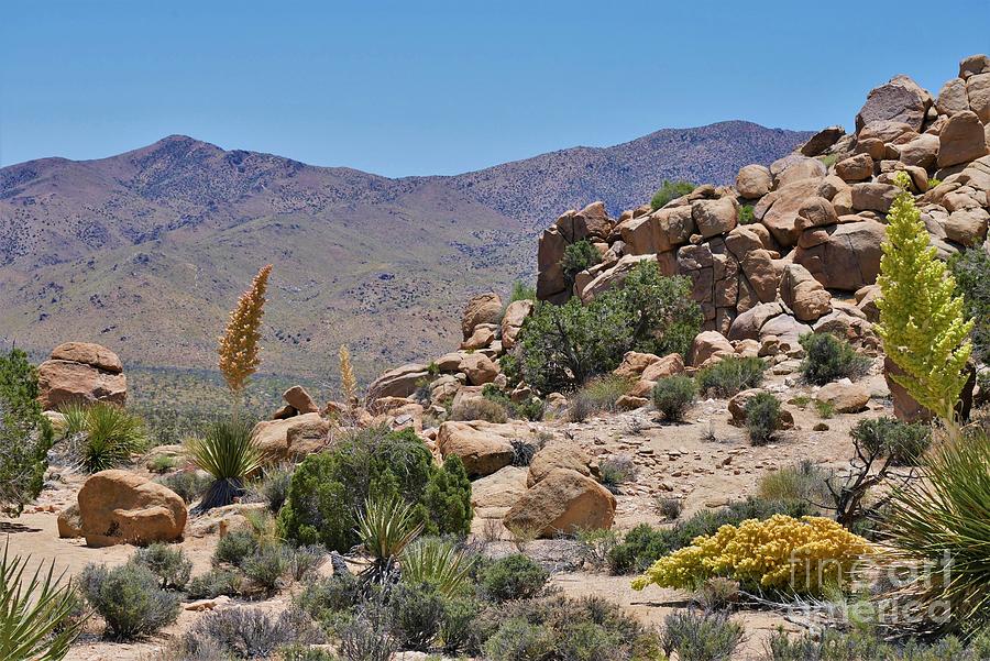 Desert Photograph - Joshua Tree - Panorama Trail 2020 3 by Lee Antle