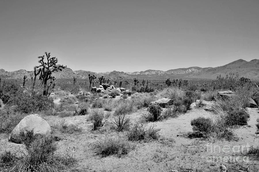 Black And White Photograph - Joshua Tree - Panorama Trail 2020 5 by Lee Antle