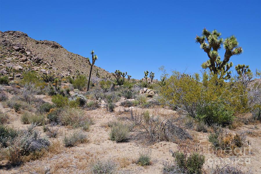 Desert Photograph - Joshua Tree - Panorama Trail 2020 8 by Lee Antle