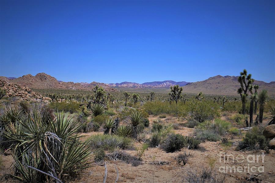 Desert Photograph - Joshua Tree - Panorama Trail 2020 9 by Lee Antle
