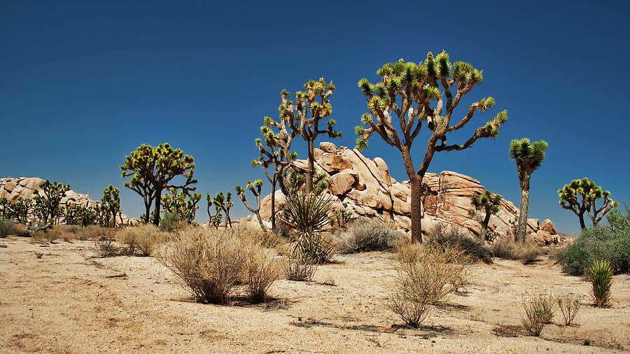 Joshua Tree Pickets Photograph by American Landscapes