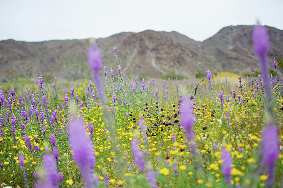 Joshua Tree Poppies and Lupine Photograph by Kyle Hanson