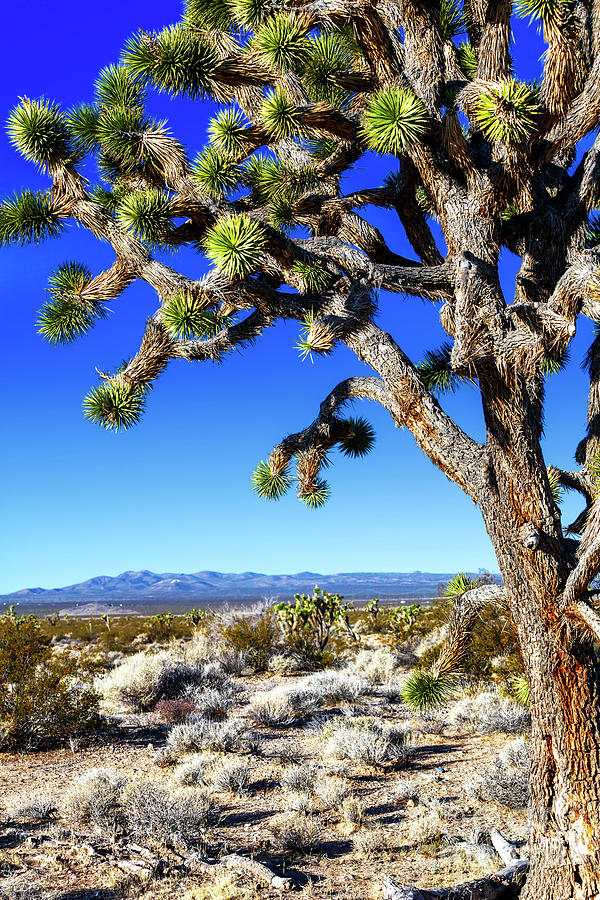 Joshua Tree Profile at Mojave National Preserve Photograph by John Rizzuto