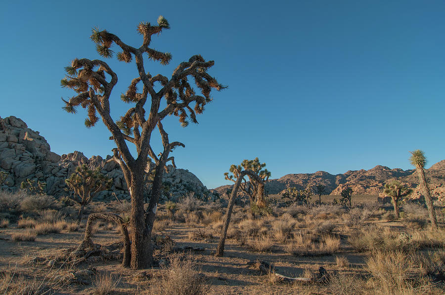 Joshua Tree Photograph by Ralph Vazquez - Pixels