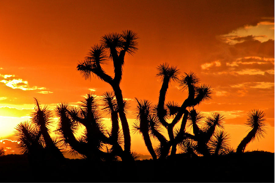 Joshua Tree Silhouetes Photograph By Rudolf Volkmann Pixels