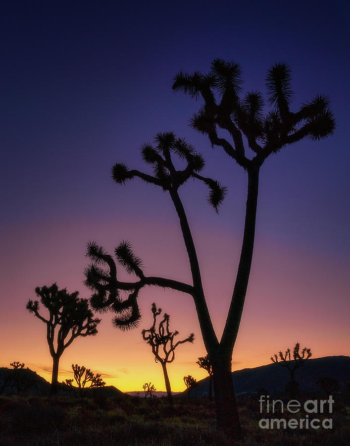 Joshua tree silhouettes at sunrise Photograph by Izet Kapetanovic