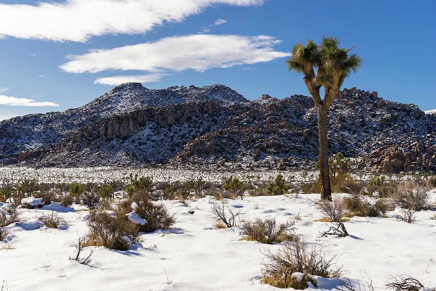 Joshua Tree Snow Day 01 Photograph by Ted Distel Fine Art America