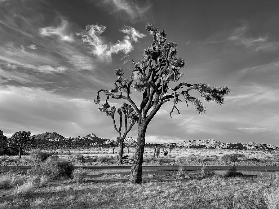 Joshua Tree Stands Tall Monochrome Photograph by Craig Brewer