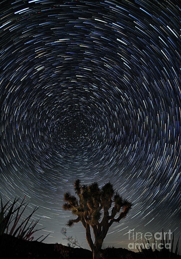 Joshua Tree Star Trail Photograph by Jim Chamberlain - Fine Art America