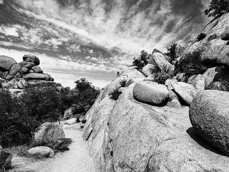 Joshua Tree State Park Photograph by Claude Dalley