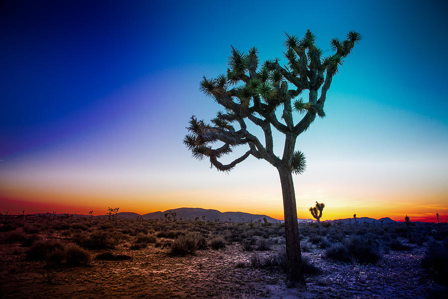 Joshua Tree Photograph by Steven_Kriemadis Joshua Tree Photograph by Steven_Kriemadis
