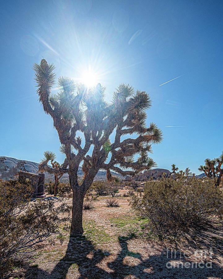Joshua Tree Sun Beam  Photograph by Daniel Hebard