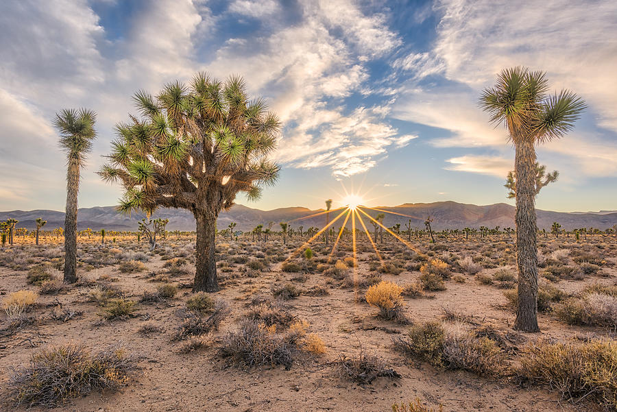 Joshua Tree Sunburst Photograph by Mark Hammerstein | Fine Art America