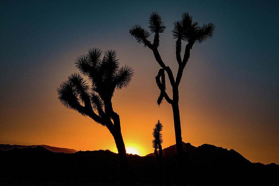 Joshua Tree Sunset Photograph by Dan Norton