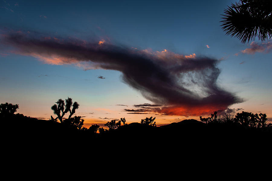 Joshua Tree Sunset Photograph by Dark Matter Astrophotos - Fine Art America