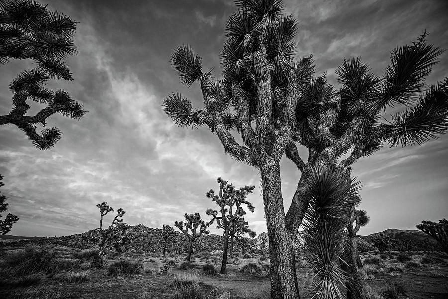 Joshua Tree Sunset Joshua Tree California Red Sky Black and White Photograph by Toby McGuire