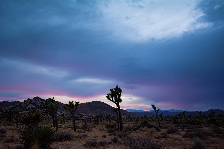 Joshua Tree Sunset Landscape Photograph by Kyle Hanson