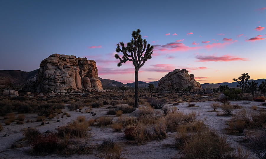 Joshua Tree Sunset Photograph by Lukas Flenner - Fine Art America