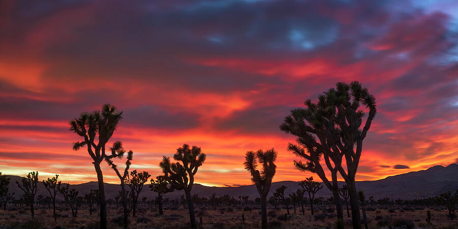 Joshua Tree Sunset pano Photograph by Brian Knott Photography - Fine ...