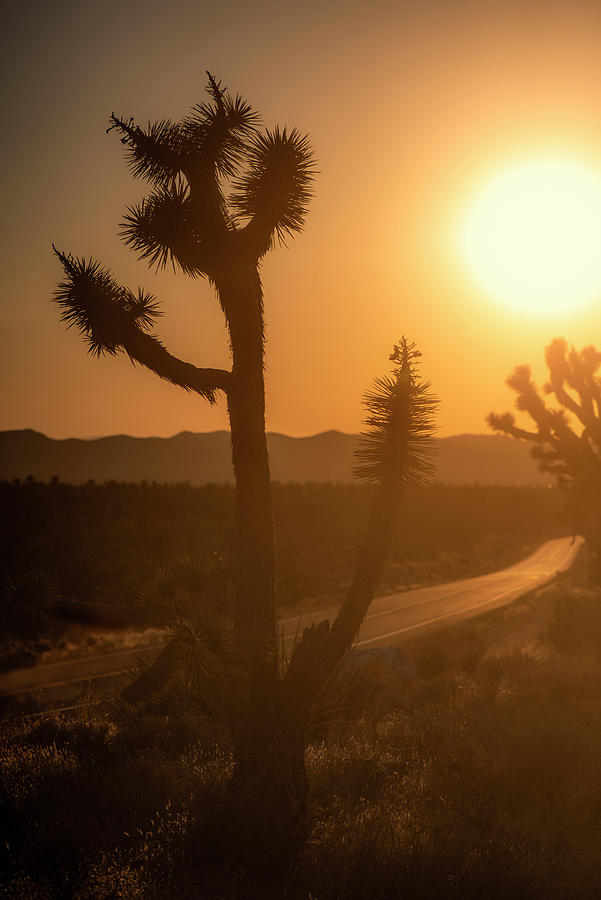 Joshua Tree Sunset Photograph by Ray Devlin