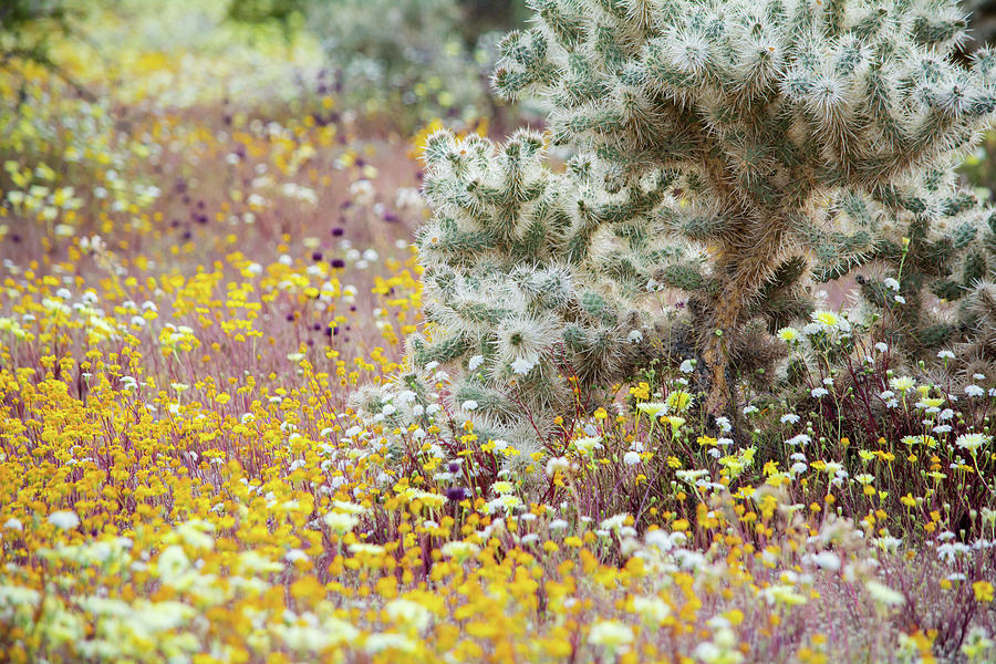 Joshua Tree Wildflower Super Bloom Photograph by Kyle Hanson Fine Art