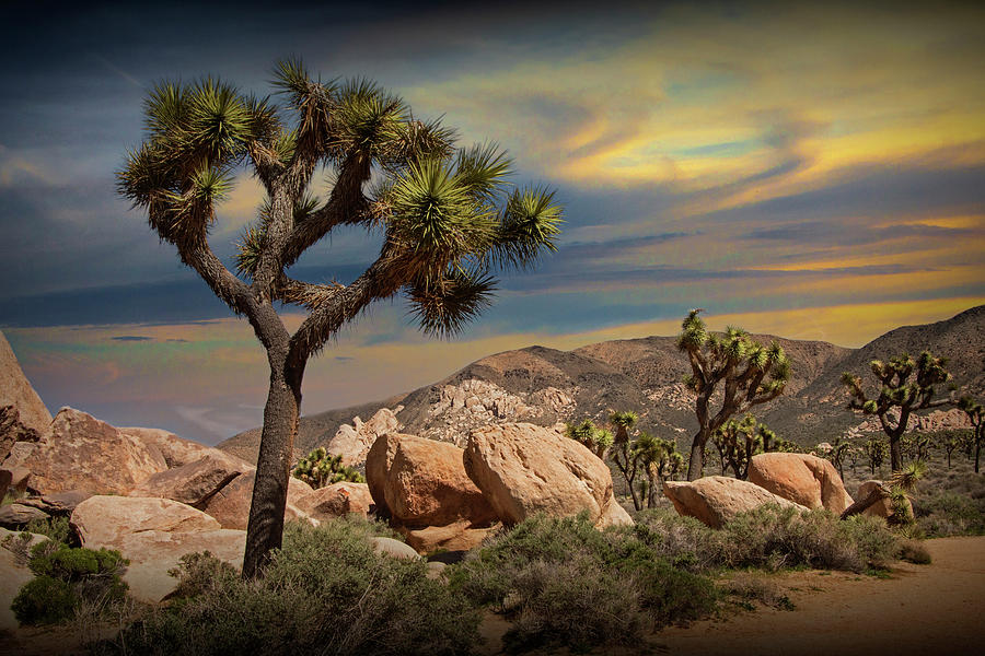 Joshua Tree with Boulders towards Sunset Photograph by Randall Nyhof