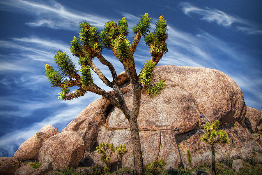 Joshua Tree With Large Boulders In Joshua Tree National Park Photograph