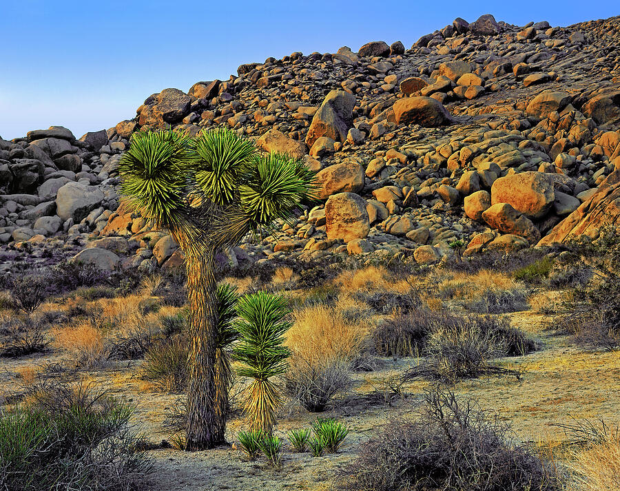Joshua Tree With Offsrping Photograph by Paul Breitkreuz