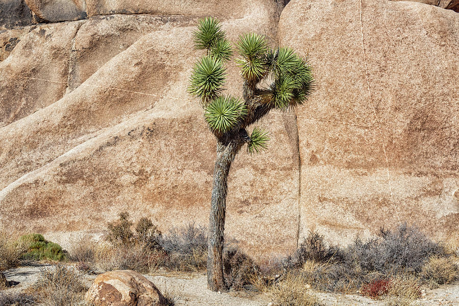 Joshua Tree with Rock Photograph by Alison Frank