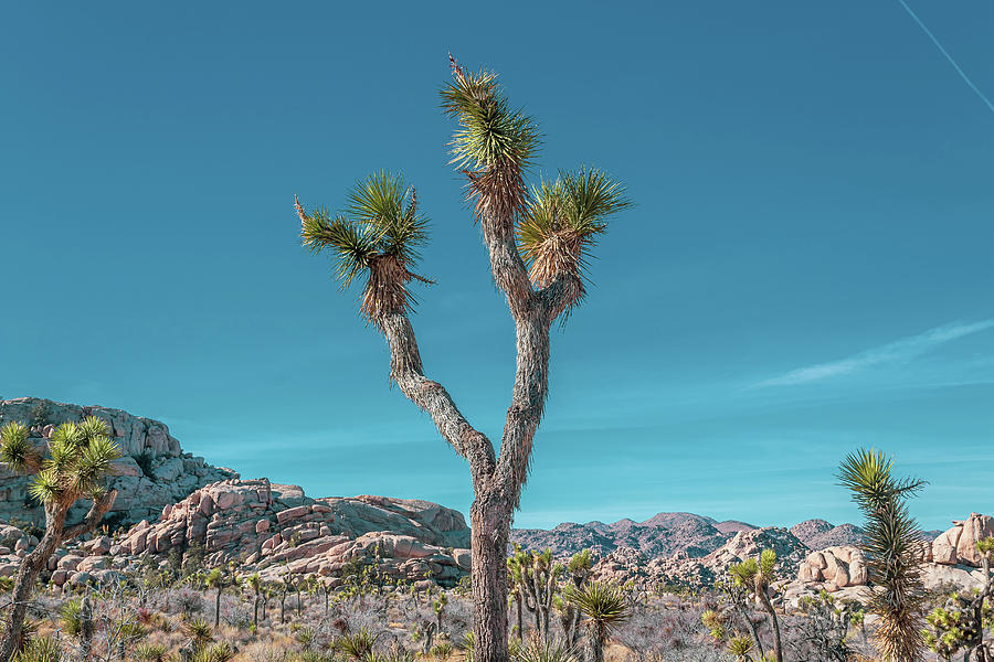 Joshua Tree with Turquoise Sky Photograph by Alison Frank