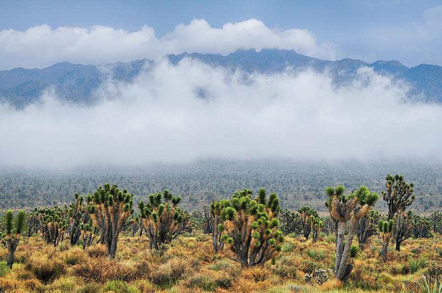 Joshua Tree Woodland Mojave Monsoon Photograph by Kyle Hanson