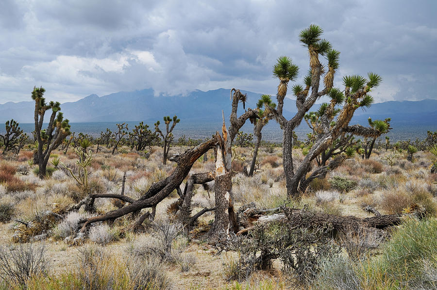 Joshua Tree Woodland Mojave Storm Photograph by Kyle Hanson