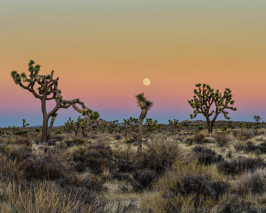 Joshua Trees and Earths Shadow Photograph by George Buxbaum