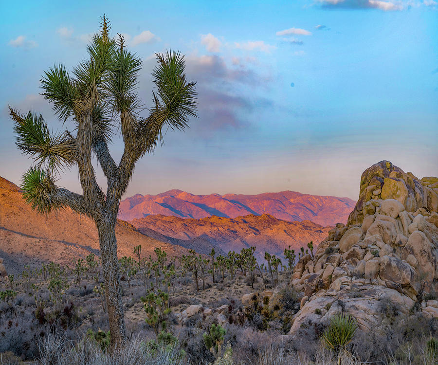 Nature Photograph - Joshua Trees at Lost Horse Valley by Tim Fitzharris