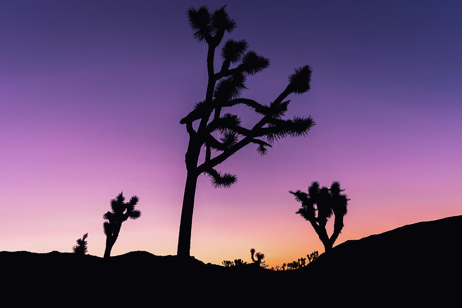 Joshua Trees Photograph By Bella B Photography